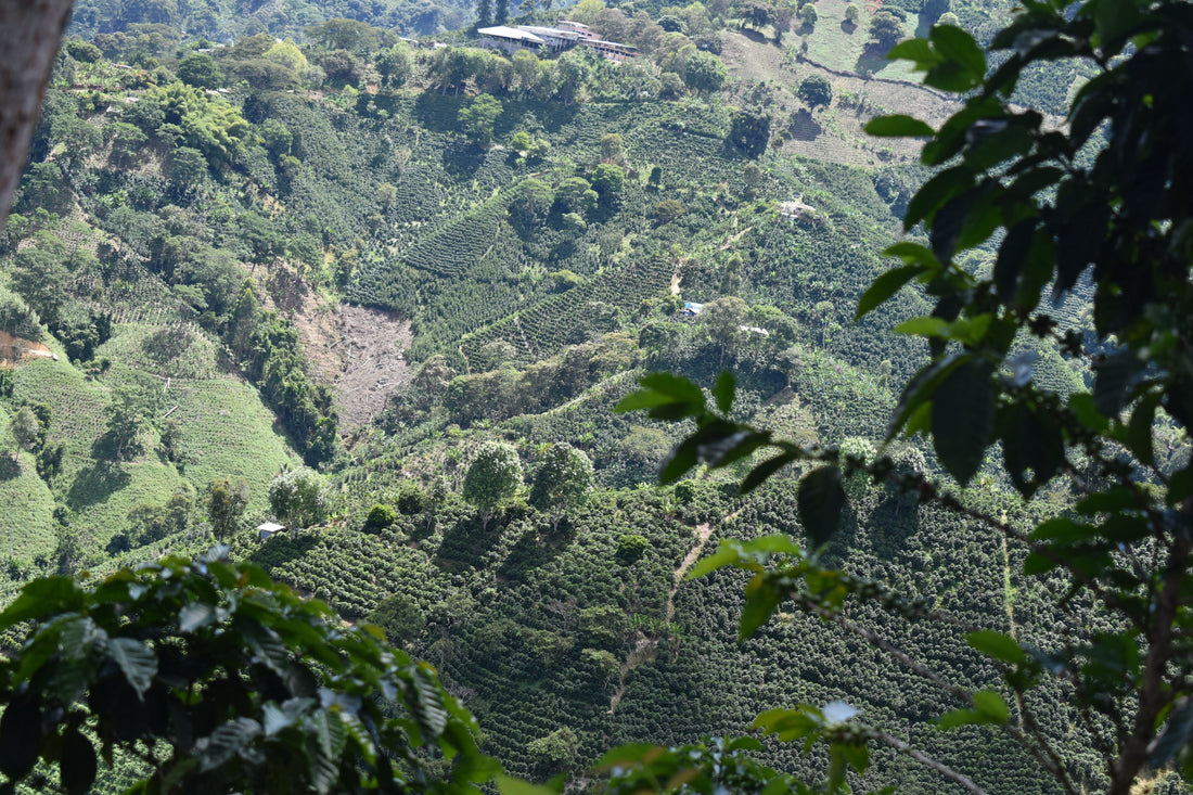 The Ultimate Guide to Colombian Coffee Regions: El Huila