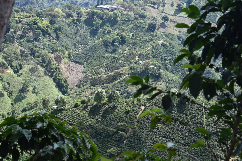 The Ultimate Guide to Colombian Coffee Regions: El Huila