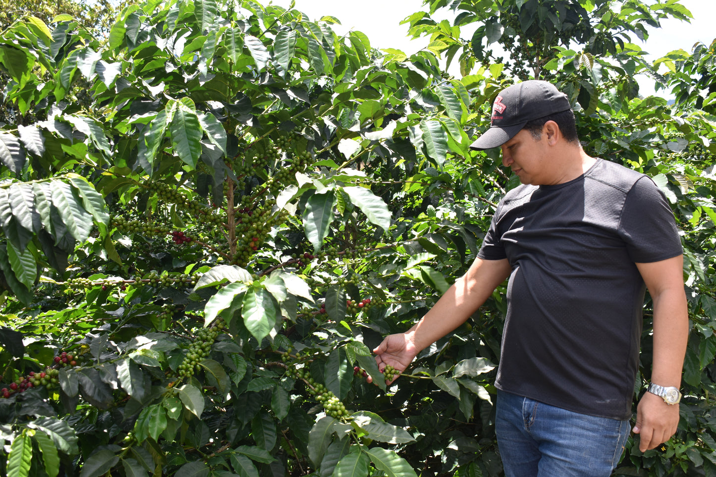 Victor Ortega Founder and Crezia Coffee Farm Manager